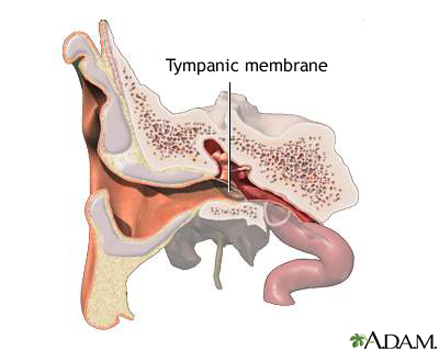 <p>eardrum</p>