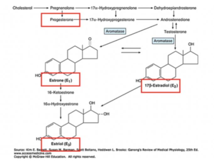 <p>Det krävs antingen testosteron eller androstendion:</p><p>→ Progesteron omvandlas till andostendion. Det omvandlas till <strong>estron</strong> (E1) som sedan omvandlas till <strong>estriol</strong>.</p><p>→ Androstendion omvandlas till testosteron. Aromatas (CYP19A1) omvandlar testosteron till <strong>estradiol</strong> och sedan <strong>estriol</strong>. </p>