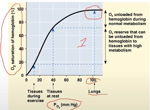 <p>results in slow oxidation of oxygen (since full already)</p><ul><li><p>usually takes place in the Lungs</p></li></ul>