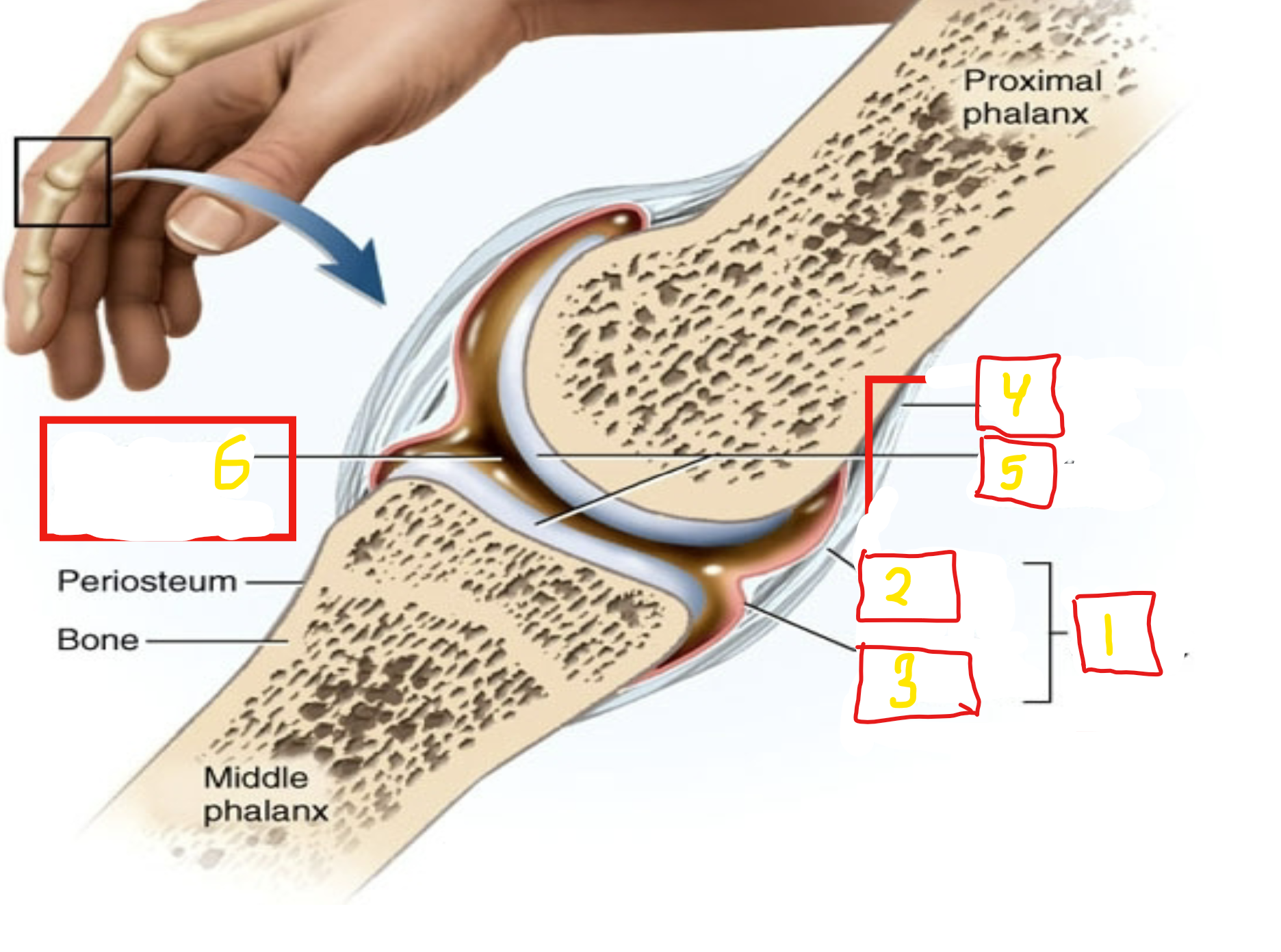 <p>what part of the synovial joint is #4</p>