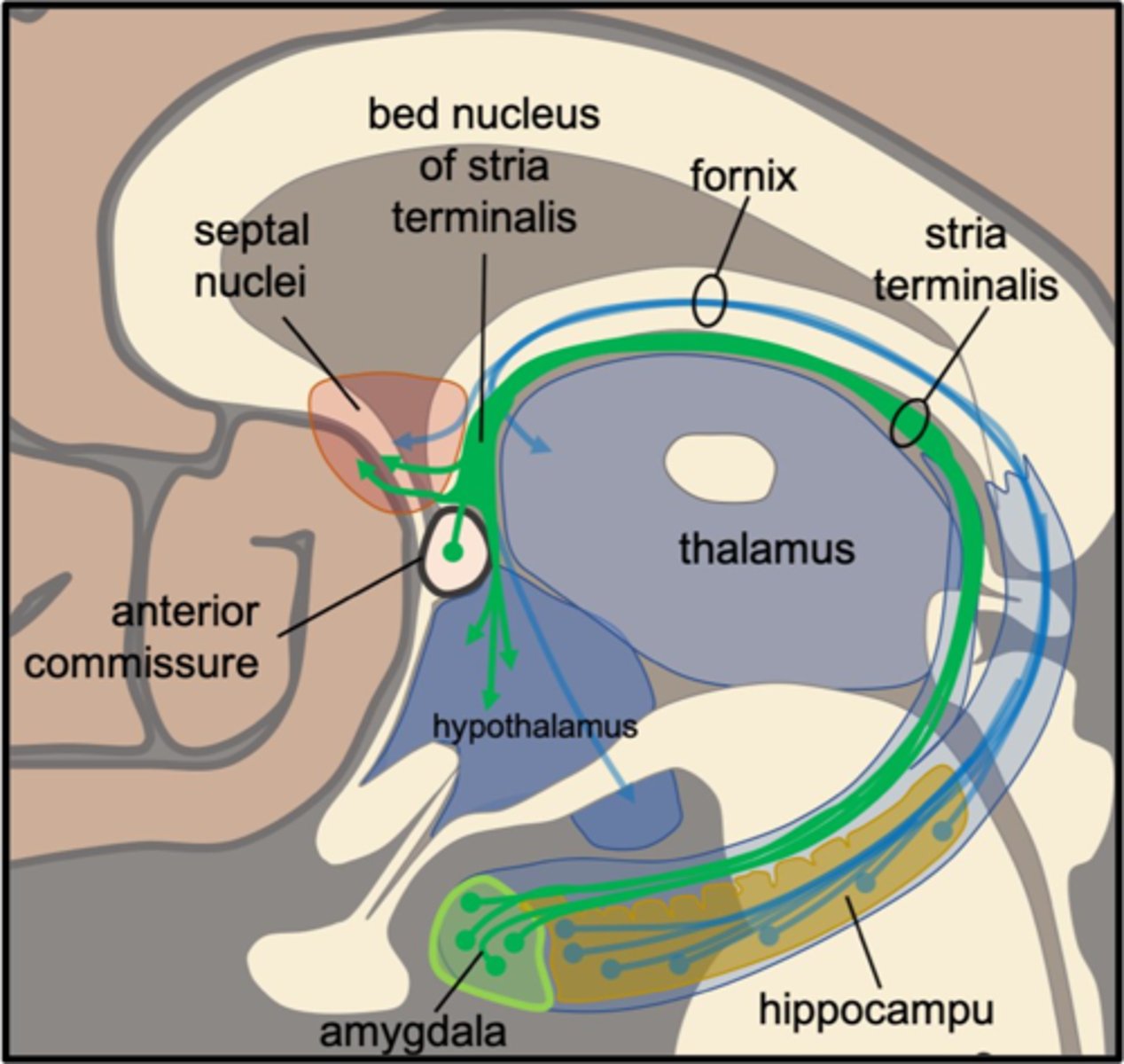 <p>bruzda między wzgórzem a jądrem ogoniastym, przebiega tu pęczek włókien tworzący prążek krańcowy (stria terminalis)</p>
