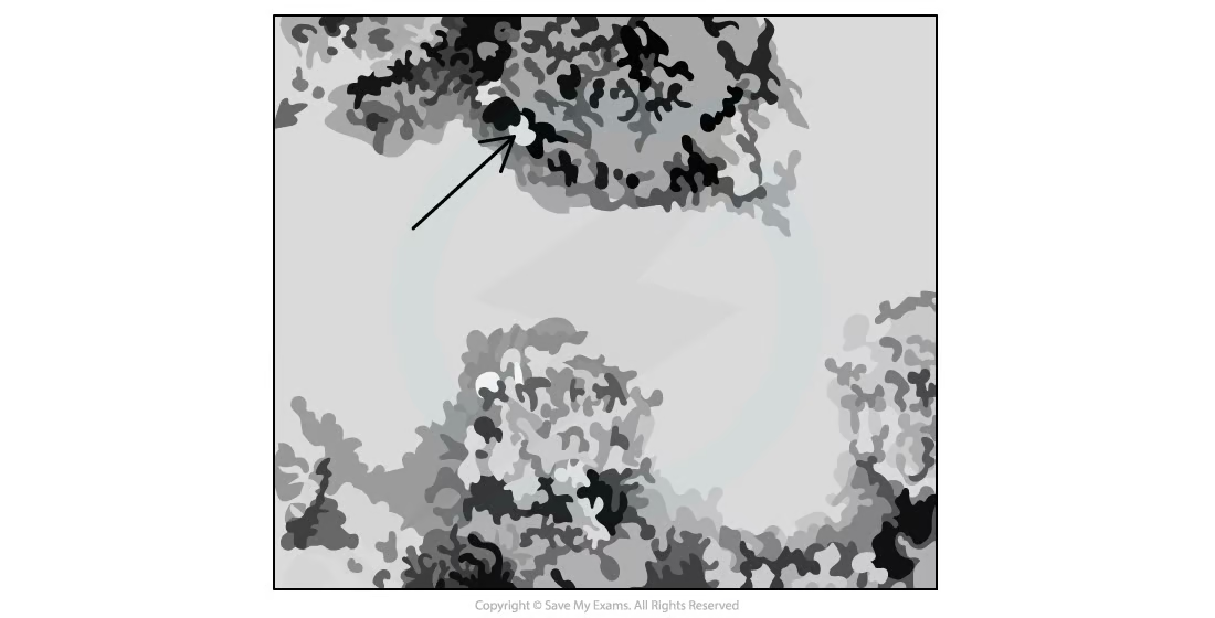 <ul><li><p>folded cristae</p></li><li><p>less permeable</p></li><li><p>site of e- transport transport chain used in oxidative phosphorylation</p></li><li><p>location of atp synthase used in oxidative phosphorylation</p></li></ul><p></p>