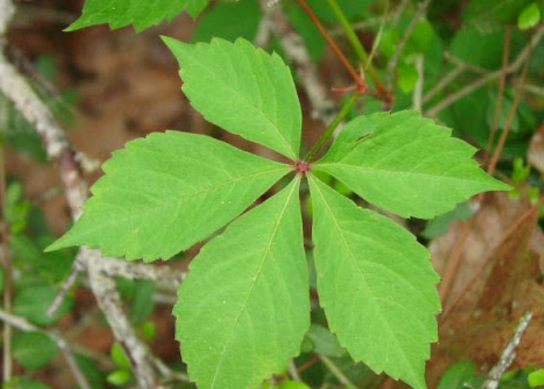 <p>Vitaceae </p><p>Parthenocissus quinquefolia </p>