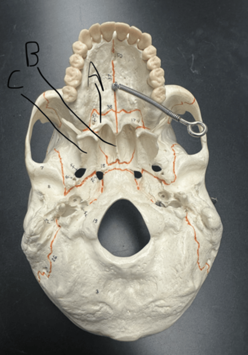 knowt flashcard image