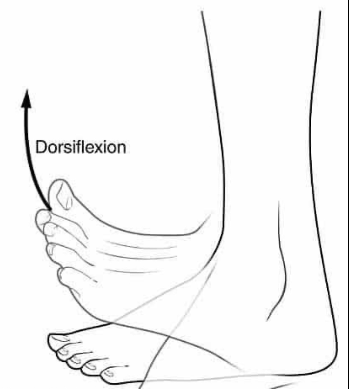 <p>Bending foot up</p>