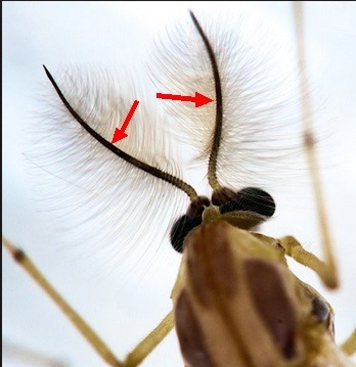 <p>An elongated, movable sensory appendage on the head of many invertebrates that provides information regarding taste, smell, and touch.</p>