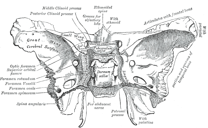 <p>Gjendet në dyshemenë e fossa cranii media, në pjesën e mesme të ala major. Kalon n. mandibularis (degë e n. trigeminus).</p>