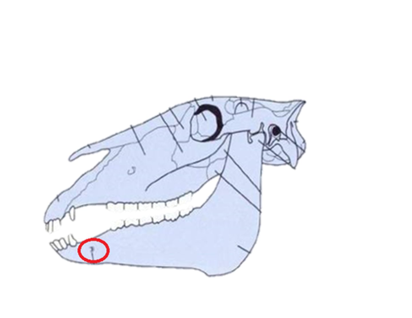 <p>mandibular branch at the mental foramen</p>