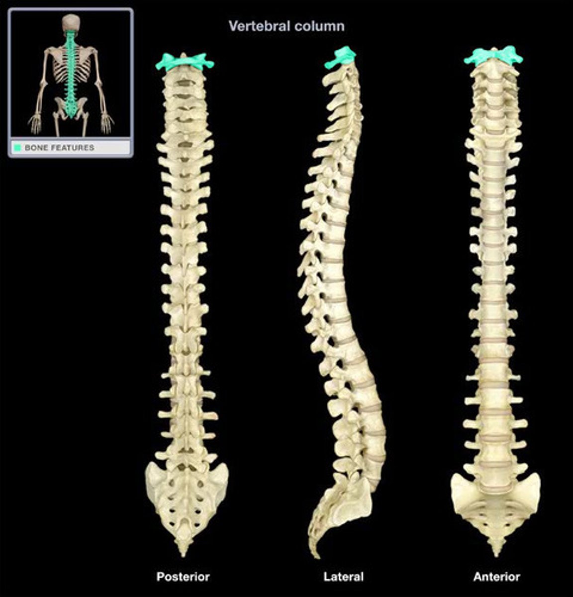 <p>the atlas is the most superior (first) cervical vertebra of the spine</p>