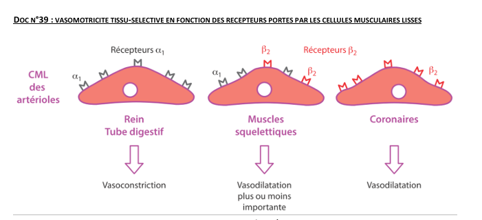 <p>La <strong>vasomotricité tissu sélective</strong> désigne la capacité d’un <strong>même médiateur</strong> (ex. adrénaline) à provoquer <strong>vasoconstriction ou vasodilatation</strong> selon le <strong>tissu</strong>, grâce aux <strong>récepteurs portés par les cellules musculaires lisses (CML)</strong>.</p><p>Exemple clé : l’adrénaline </p><ul><li><p><strong>Récepteurs α₁</strong> (peau, reins, tube digestif)<br>→ contraction des CML<br>→ <strong>vasoconstriction</strong><br>→ diminution du débit sanguin</p></li><li><p><strong>Récepteurs β₂</strong> (muscles squelettiques, cœur)<br>→ relâchement des CML<br>→ <strong>vasodilatation</strong><br>→ augmentation du débit sanguin</p></li></ul><p>Pour muscle squelettique</p><p><span data-name="small_blue_diamond" data-type="emoji">🔹</span> À l’effort / stress </p><ul><li><p>↑ adrénaline circulante</p></li><li><p><strong>Récepteurs β₂ plus sensibles à l’adrénaline</strong></p></li></ul><ul><li><p>métabolites locaux (CO₂, H⁺, adénosine, K⁺)</p></li></ul><ul><li><p>➜ <strong>Relâchement des CML</strong></p></li><li><p> ➜ <strong>Vasodilatation importante</strong></p></li></ul><p><span data-name="point_right" data-type="emoji">👉</span> <strong>L’effet β₂ l’emporte sur l’effet α₁</strong></p>