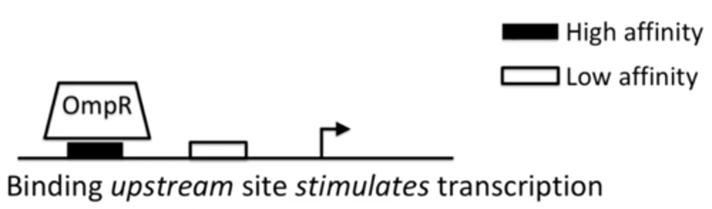 <p>It stimulates transcription of a gene</p>