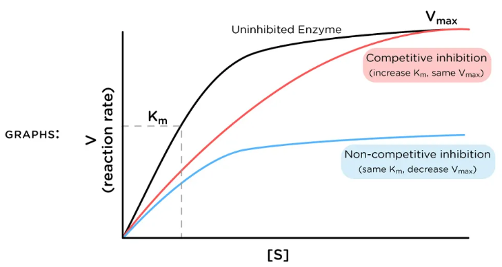 <p><u>Enzyme Kinetics</u></p><p>What does <em>V<sub>max</sub></em><sub> </sub>depend on?</p>