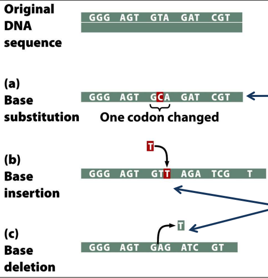 - Types of mutations at protein level: missense, nonsense, and silent mutations 
-- Missense mutation- DNA changes that results in different amino acids that are encoded at a specific position in the resulting protein 
-- Nonsense mutation- mutation in a sense codon that results in a change to a chain-terminating codon
-- Silent mutation- mutation in a sense codon that does not change the resulting amino acid
- If there's an insertion or deletion in the Order Reading Frame at the protein level ---> frame-shift mutations
- Frameshift mutations- reading frame is altered-->all codons downstream are affected 
- Insertion or deletion of 3bp in frame- no frameshift, but missing or additional amino acid(s)