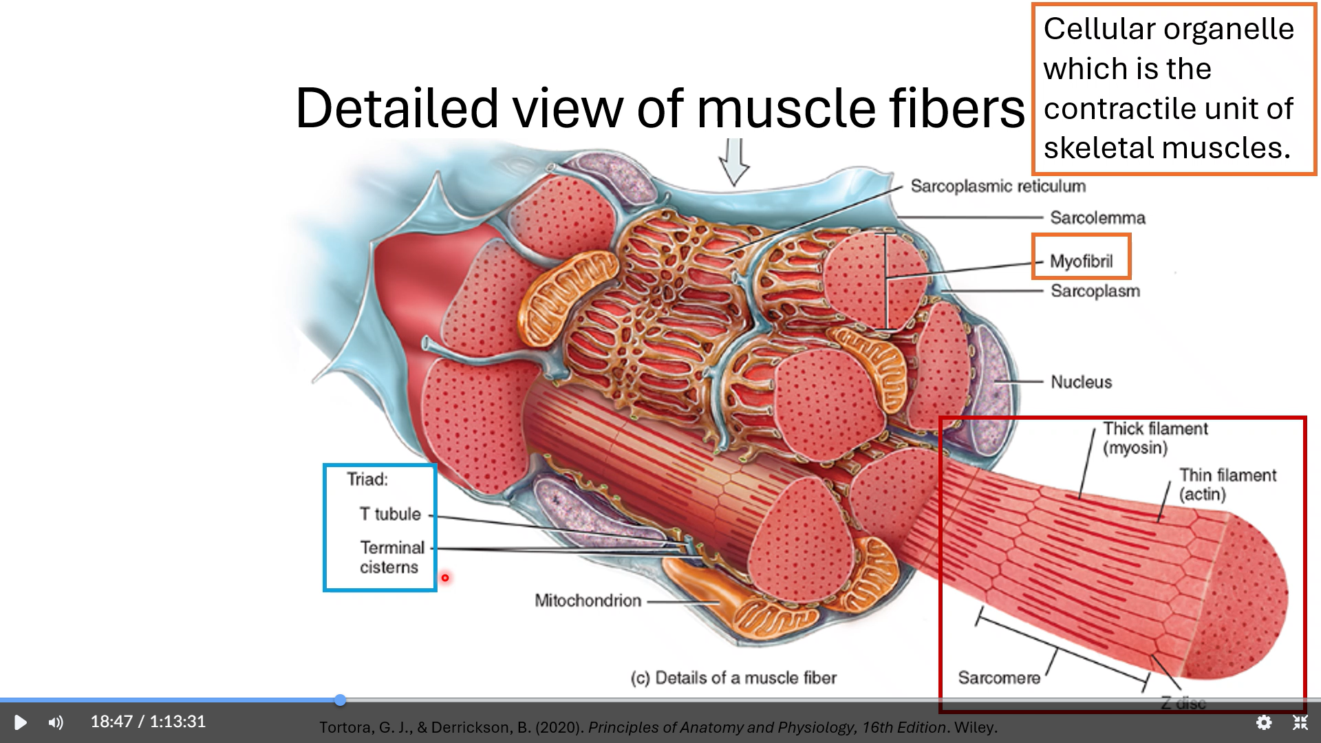 knowt flashcard image
t tubules are the blue tubes