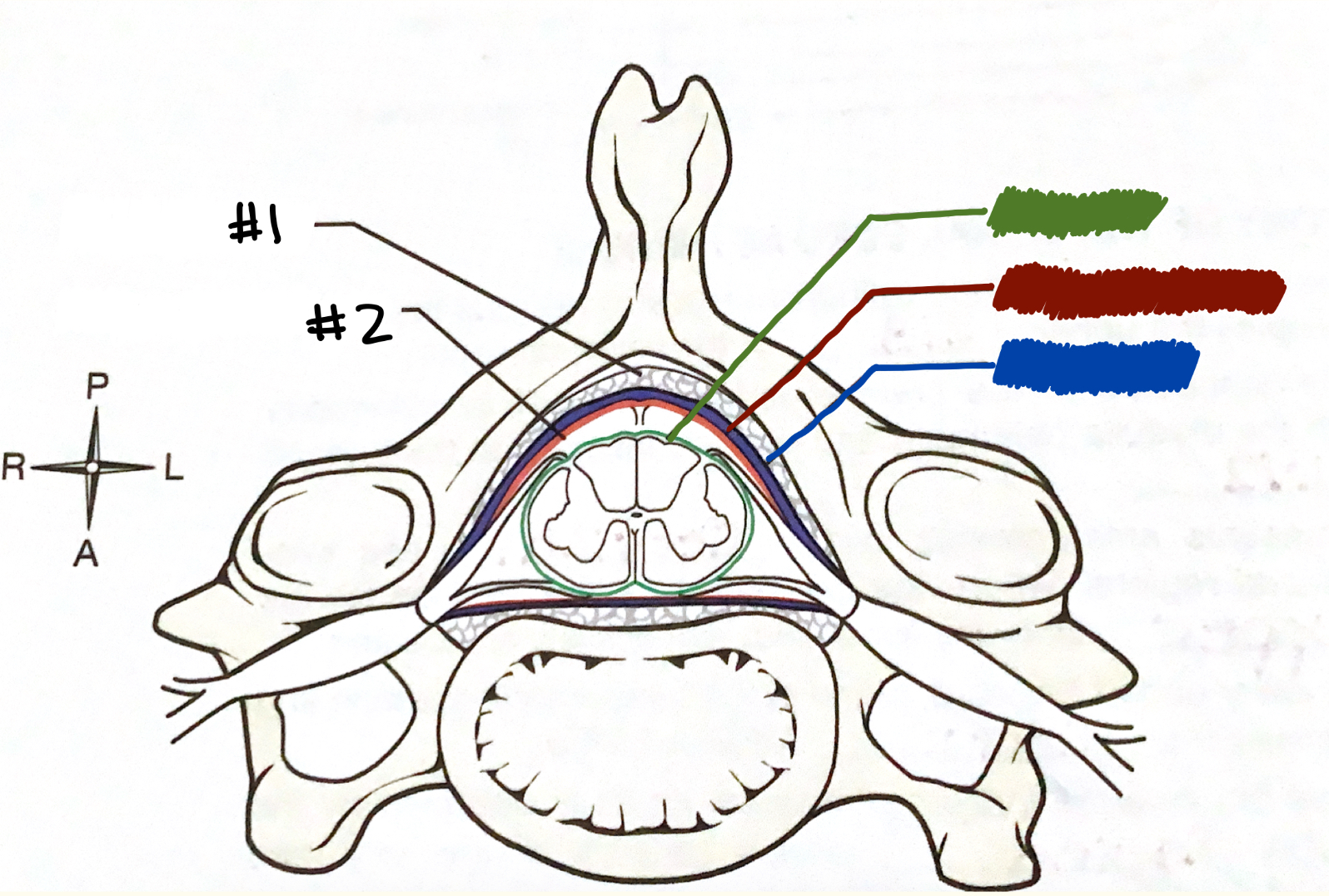 <p>Which meninx is colored red in the diagram?</p>