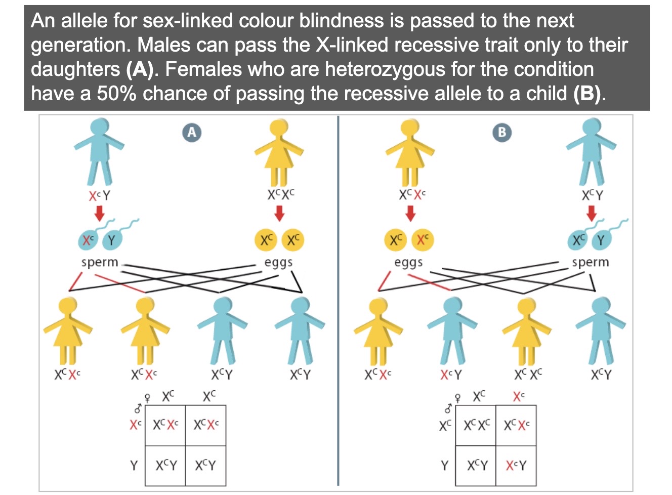 <p>Sex-linked inheritance refers to the inheritance of genes located on the sex chromosomes (X and Y). In humans, sex-linked conditions are typically associated with genes on the X chromosome.</p><p>One example of a sex-linked condition is color blindness, where the gene responsible for color vision is located on the X chromosome. See image for more details.</p>