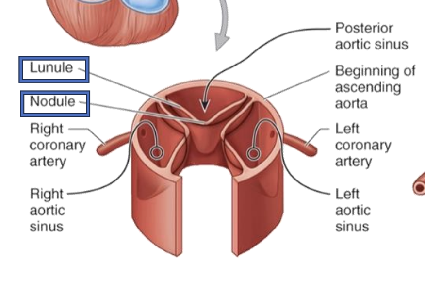 <ol><li><p>Posterior aortic sinus</p></li><li><p>Right aortic sinus → right coronary artery</p></li><li><p>Left aortic sinus → left coronary artery</p></li></ol><p></p>