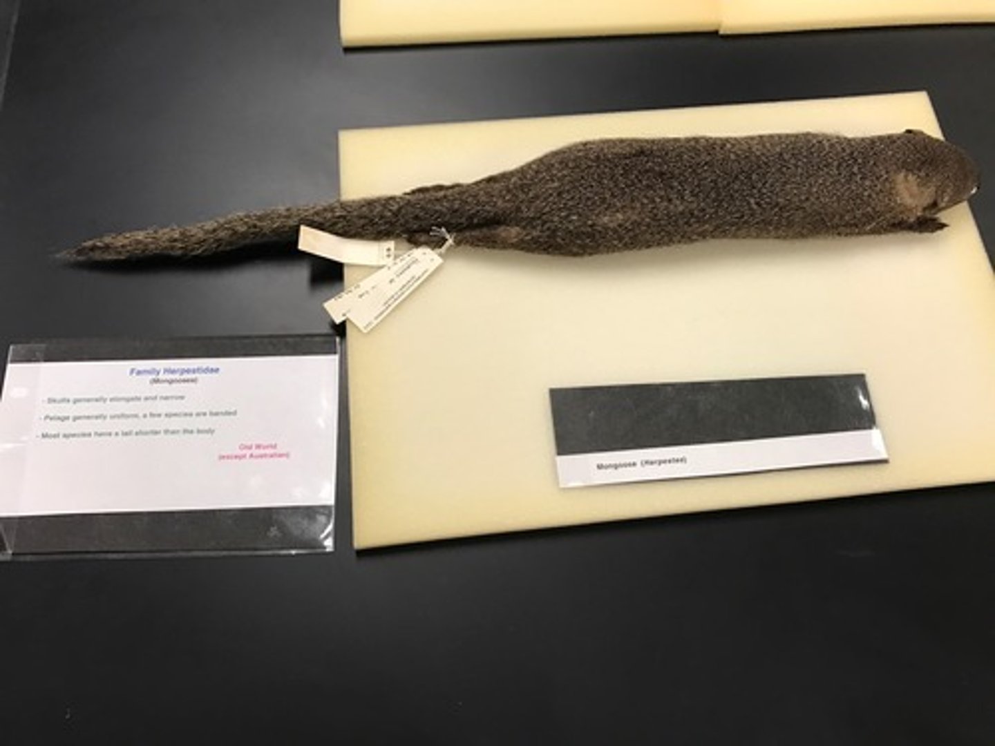 <p>Clade, order,and family?</p>