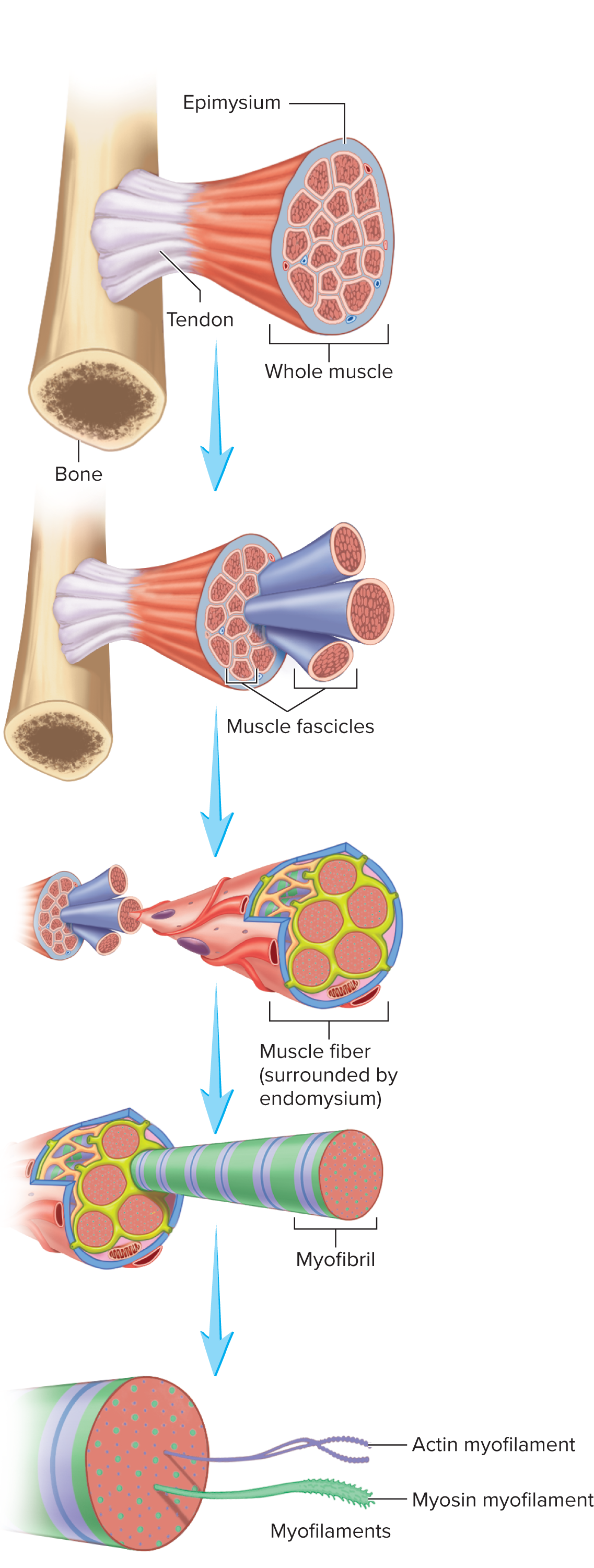 <p><strong>9.3: Skeletal Muscle Anatomy: Fibers </strong><span data-name="gear" data-type="emoji">⚙</span></p><p>Extremely fine molecular thread helping form the myofibrils of muscle; thick [term] are formed of myosin, and thin [term] are formed of actin</p>