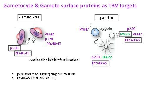 <p>what do the purple mean and the green one mean in the context of vaccines and immunity</p>