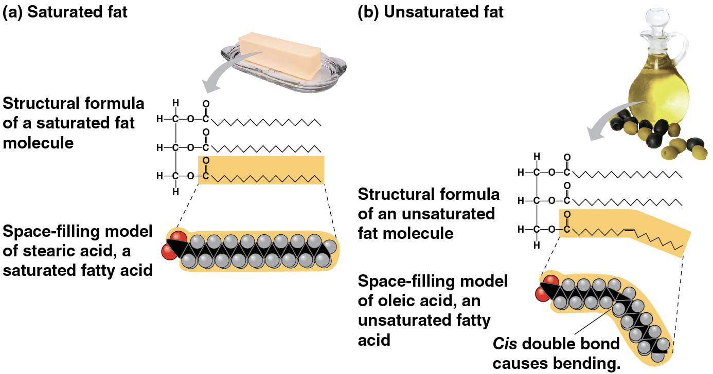 <ul><li><p>have the maximum number of hydrogen atoms possible and no double bonds</p></li><li><p><strong><u>make saturated fats</u></strong></p><ul><li><p><strong><u>solid&nbsp;</u></strong>at room temperature</p></li><li><p>most animal fats (not all though, like omega three fatty acids in fish/seafood)</p></li></ul></li><li><p>diet rich in saturated fats may contribute to cardiovascular disease, but they are still necessary in moderation</p></li></ul><p></p>