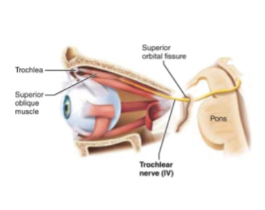<p>Motor nerve of eye movement</p>