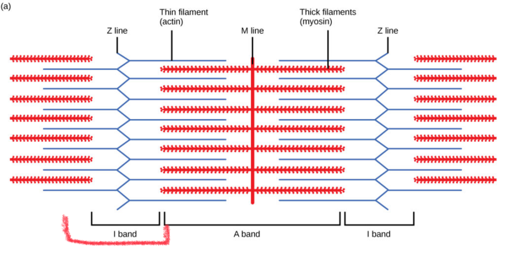 <p>The light, thin bands on the striation pattern of skeletal muscle fibers composed of thin filaments (actin) directly attached to Z Lines</p>