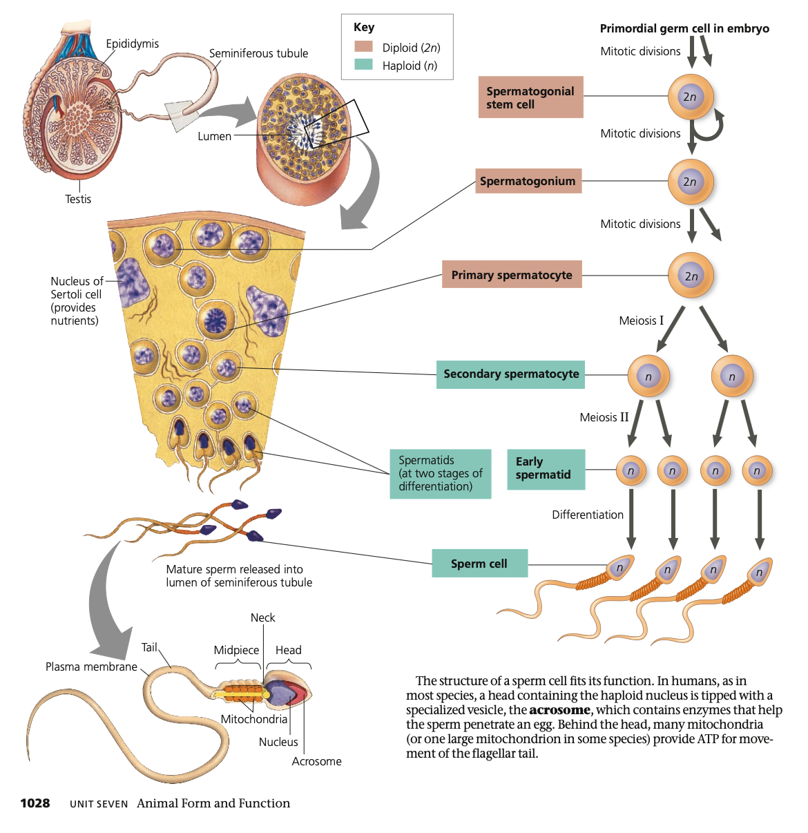 **Spermatogenesis**

* ______ occurs throughout adolescence and adulthood
* Produces mature sperm from precursor cells in _____ sequence
* Cell division and maturation occur throughout the **______ tubules**
  * Hundreds of millions of sperm produced **each ___**
  * For a single sperm, the process takes about **seven weeks**
* _ products of meiosis develop into **mature gametes**