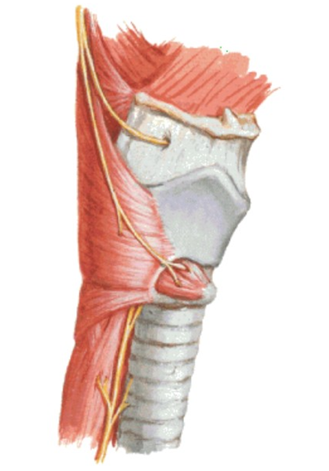 <p>Functions of the <strong>larynx?</strong></p>
