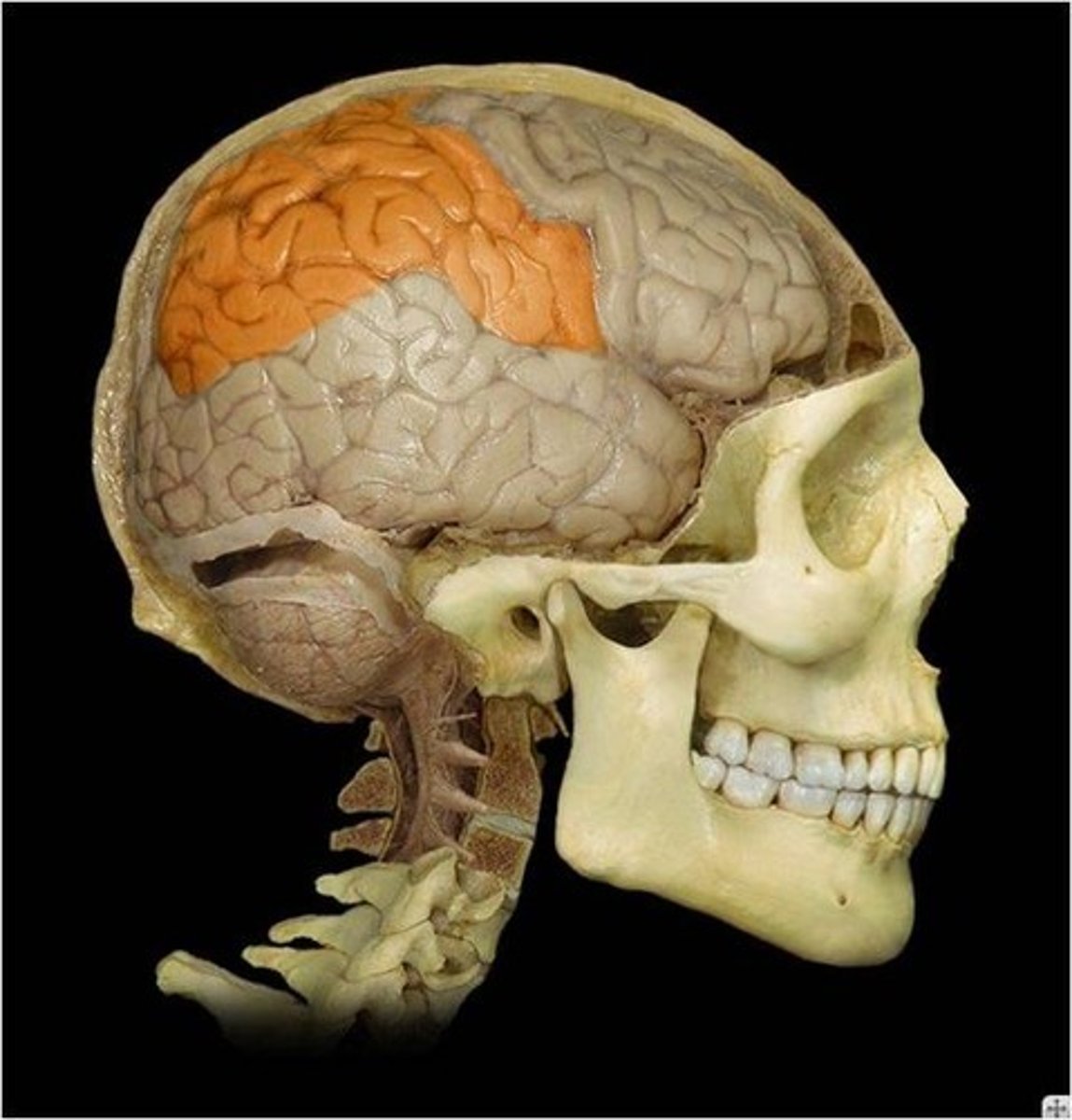 <p>: Motor control, interpretation, memory, feelings, reasoning</p>