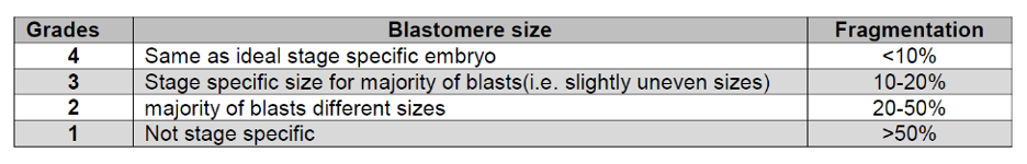<p>blastomere size </p>