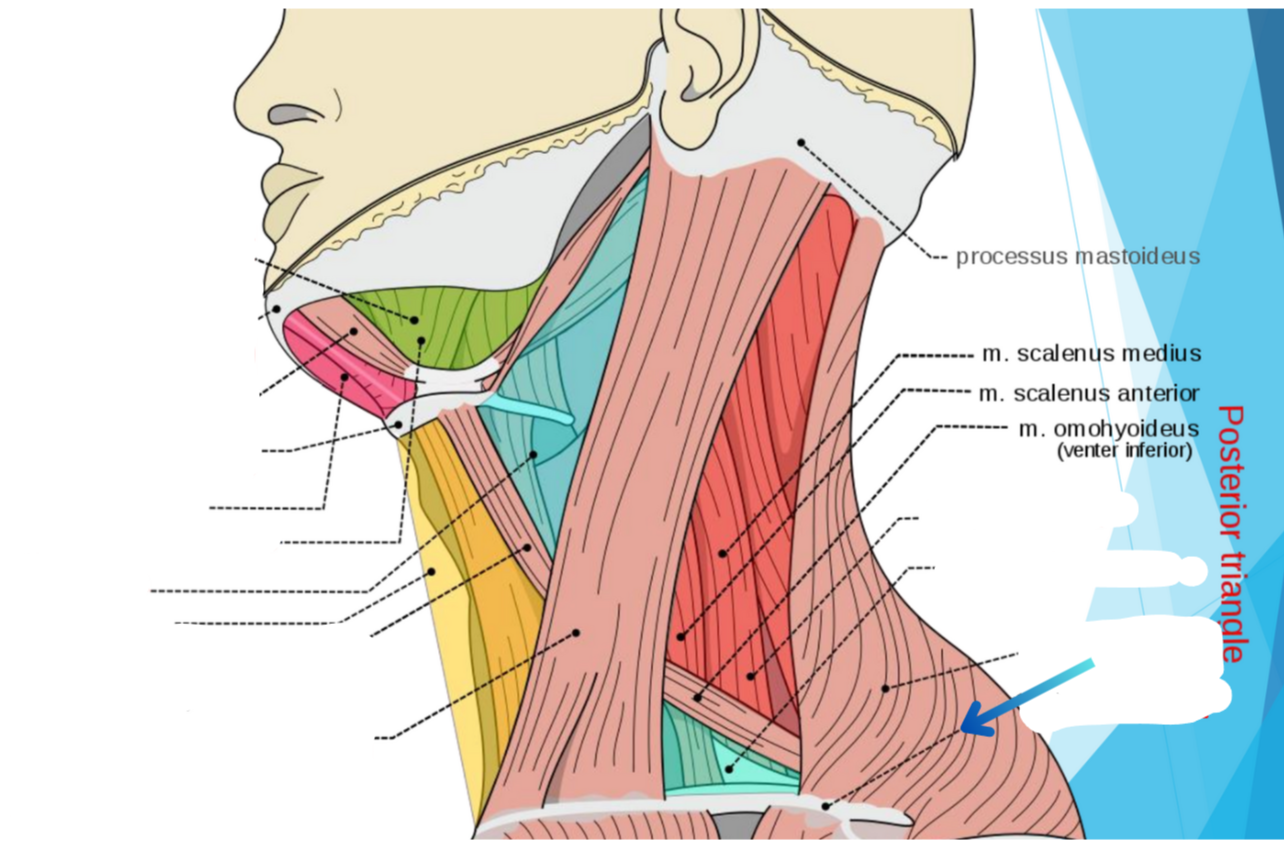 <p>What triangle does green show?</p>