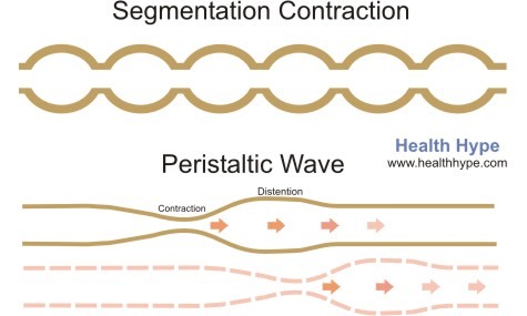 The contents of the digestive system are moved and mixed by two main types of smooth muscle contractions