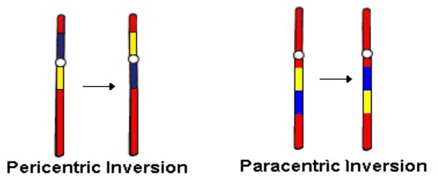 <p><mark data-color="rgba(0, 0, 0, 0)" style="background-color: rgba(0, 0, 0, 0); color: inherit;">a segment of a single chromosome's arm breaks, flips 180 degrees, and reattaches, but without involving the centromere</mark><span>.</span></p><p></p><p><span>May not involve → loss or gain of chromosomal information </span></p>