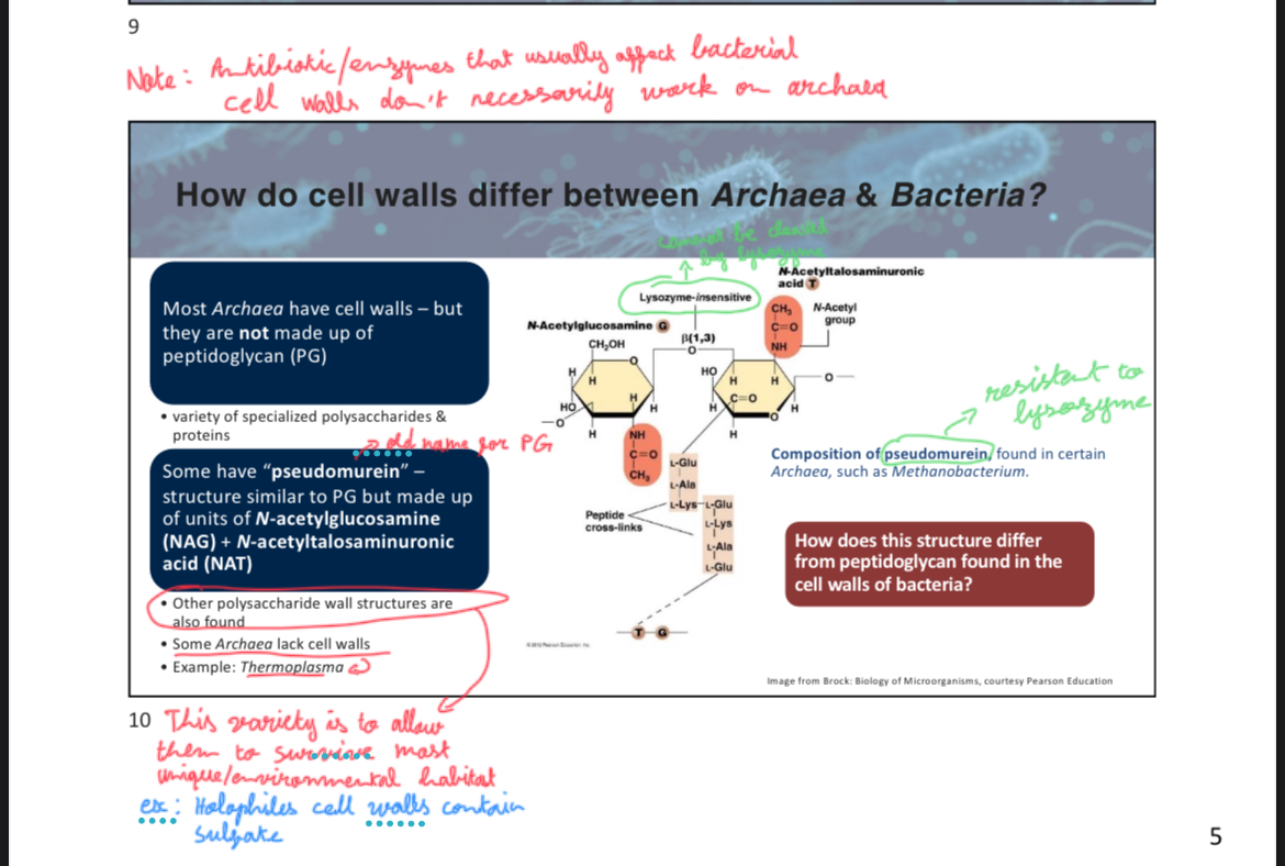 <p>A</p><p>attach slide 10 w3p5</p>