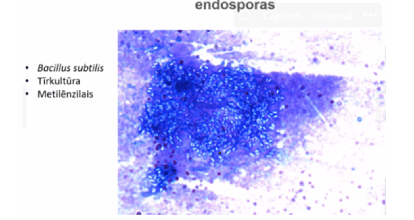 <p>endosporas neiekrāsojas</p>