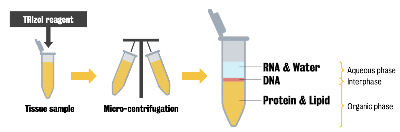 TRIzol method of RNA isolation