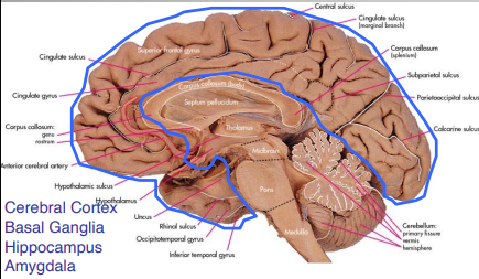 <ul><li><p>Diencephalon </p><ul><li><p>Thalamus</p></li><li><p>Hypothalamus</p></li></ul></li><li><p>Telencephalon</p><ul><li><p>Cerebral Cortex</p></li><li><p>Basal Ganglia</p></li><li><p>Hippocampus</p></li><li><p>Amygdala</p></li></ul></li></ul><p></p>