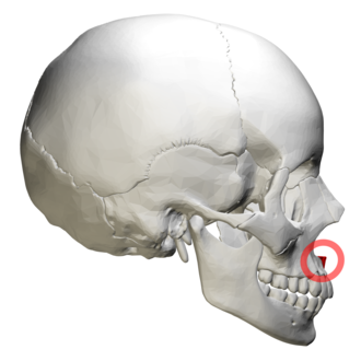 <p>Pointed, midline bony projection located at the lower margin of the anterior choanae - formed by the fusion of the R and L maxilla at the superior end of the intermaxillary suture</p>
