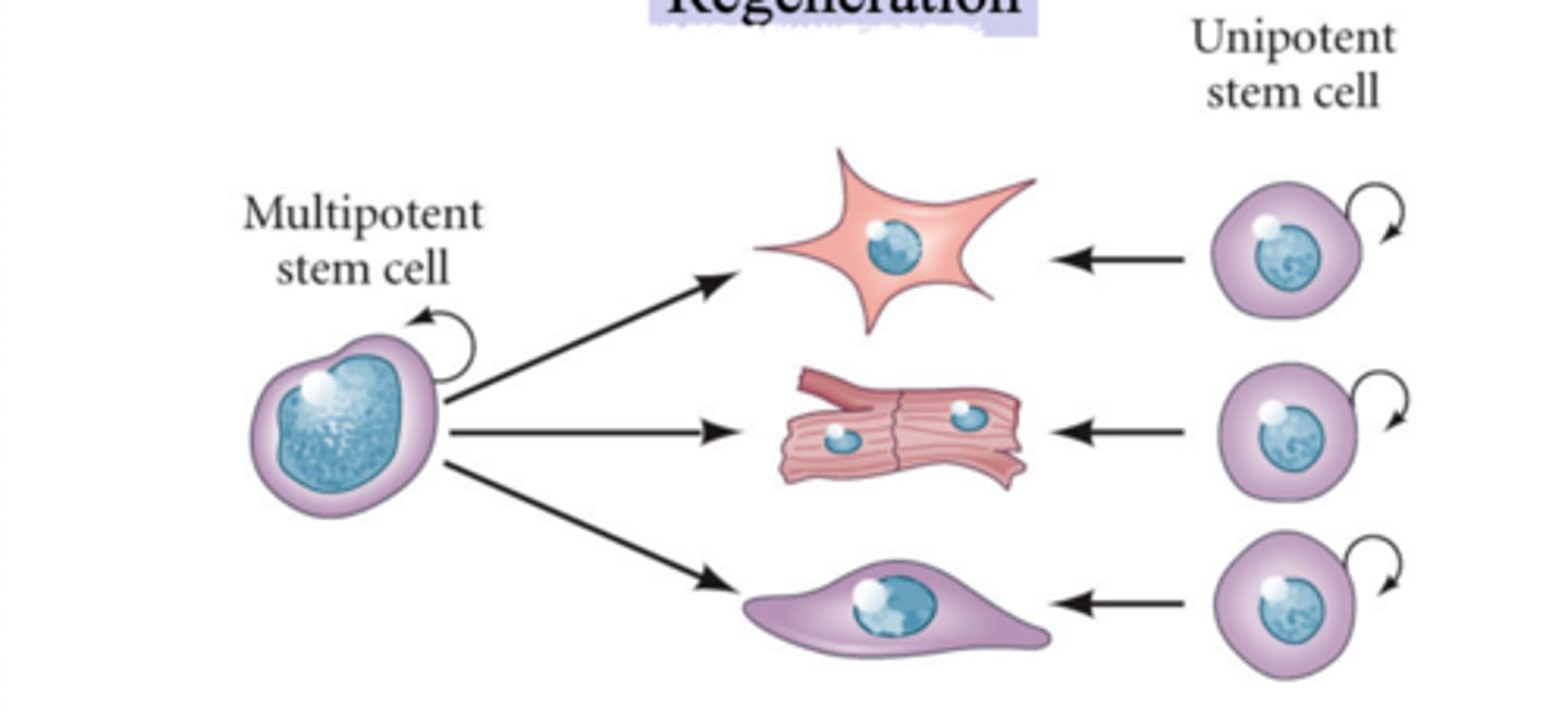 <p>what type of regeneration is this?</p>