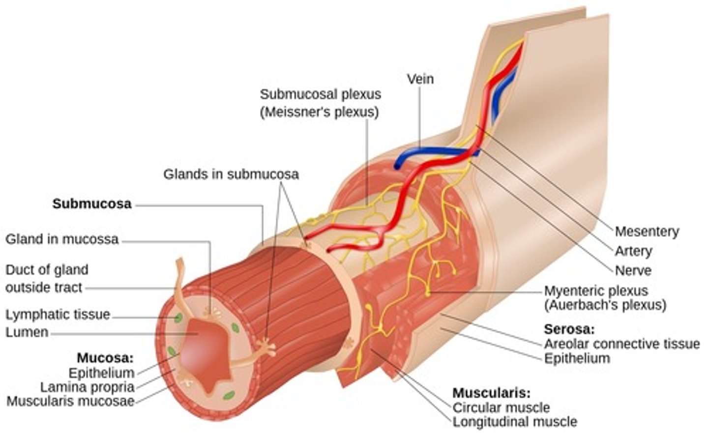 <p>thin layer of smooth muscle</p><p>- localized movements</p>