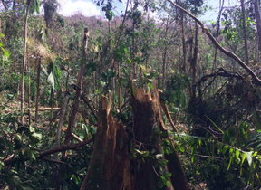 <p><span style="background-color: transparent;"><span>An event, caused by physical, chemical, or biological agents, resulting in changes in population size or community composition.</span></span></p><ul><li><p><span style="background-color: transparent;"><span>Natural examples: hurricanes, ice storms, tsunamis, tornadoes, earthquakes, volcanic eruptions, and forest fires</span></span></p></li><li><p><span style="background-color: transparent;"><span>Anthropogenic examples: human settlements, agriculture, water or pollution, deforestation, mining, climate change</span></span></p></li></ul><p></p>