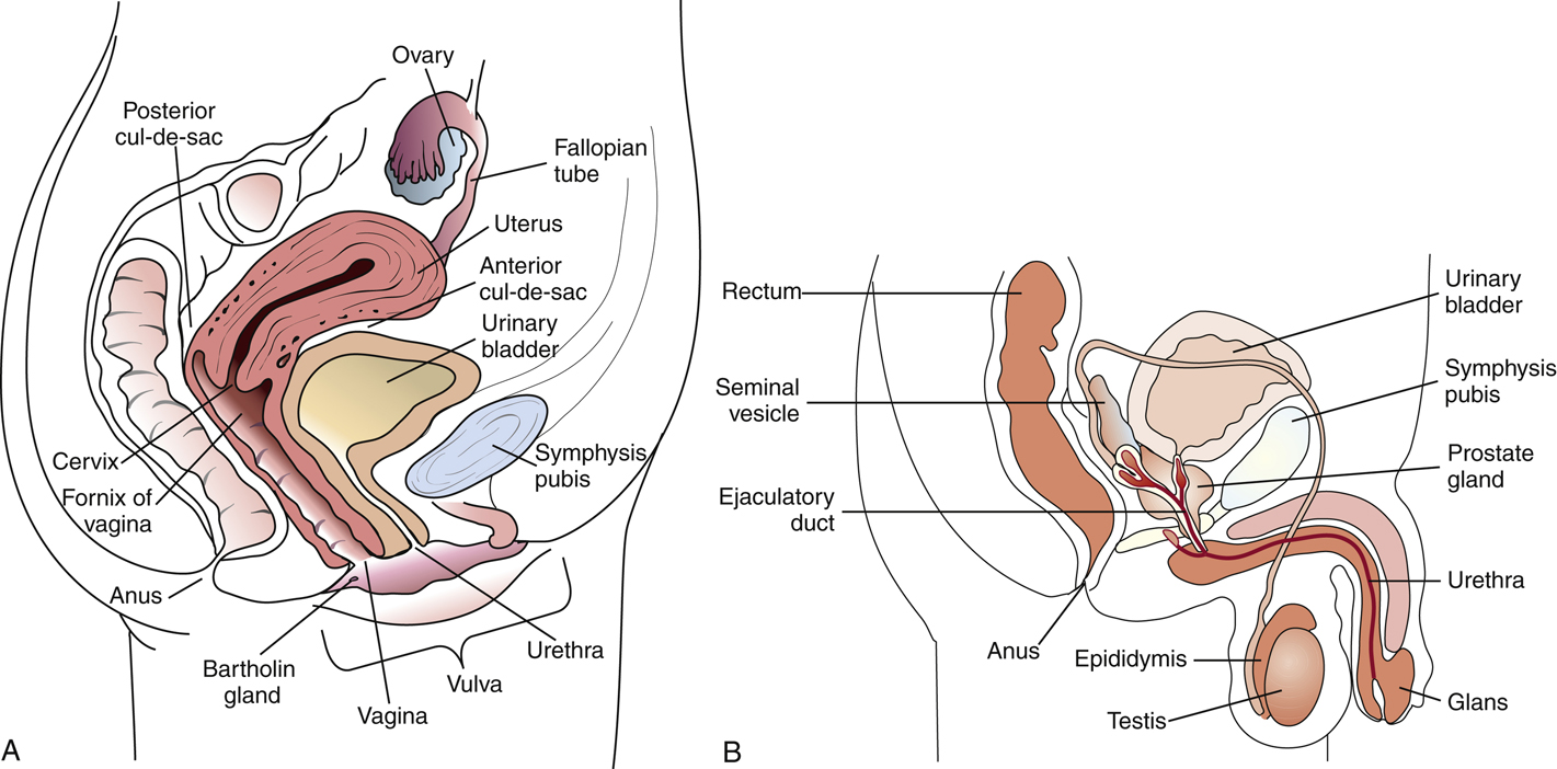 <ul><li><p class=""><span style="color: red"><strong>Female anatomy</strong></span><strong>:</strong> proximity of urethra, vagina, and anus increases risk of contamination and ascending infections</p></li><li><p class=""><span style="color: red"><strong>Male anatomy</strong></span><strong>:</strong> longer urethra and prostatic secretions offer some protection</p></li><li><p class=""><span style="color: #f60a61"><strong>Normal flora – females:</strong></span></p><ul><li><p class=""><span style="color: #e19abe"><em>Lactobacillus</em> spp.</span> (predominant in healthy vaginal flora)</p></li><li><p class=""><span style="color: #c58cae"><em>Corynebacterium</em>, <em>Staphylococcus</em>, <em>Streptococcus</em>, <em>Candida</em></span><span style="color: #fdf7fb"> (l</span>ow levels)</p></li></ul></li><li><p class=""><span style="color: #0af6d9"><strong>Normal flora – males:</strong></span></p><ul><li><p class=""><span style="color: #8edcda"><em>Corynebacterium</em>, <em>Staphylococcus epidermidis</em>, non-pathogenic <em>Neisseria</em> spp.</span></p></li></ul></li><li><p class="">Normal flora must be considered to distinguish colonization from infection in genital cultures</p></li><li><p class="">Anaroebes</p><p class=""></p></li></ul><p></p>
