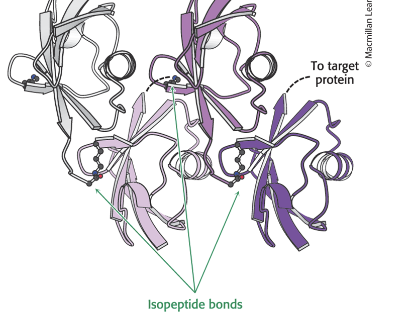 <p>4 ubiquitin molecules are linked by <strong>isopeptide bonds</strong></p><ul><li><p>the <u>ε-amino group of a Lys residue</u> of 1 ubiquitin is linked to the <u>terminal carboxylate</u> of another</p></li><li><p>this unit = <strong>primary signal</strong> for degradation when linked to target protein</p></li></ul><p></p>