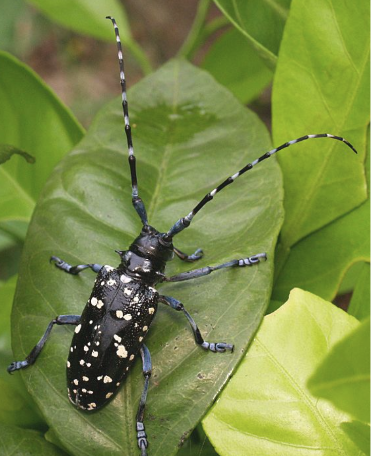 <p>long horned beetles</p>