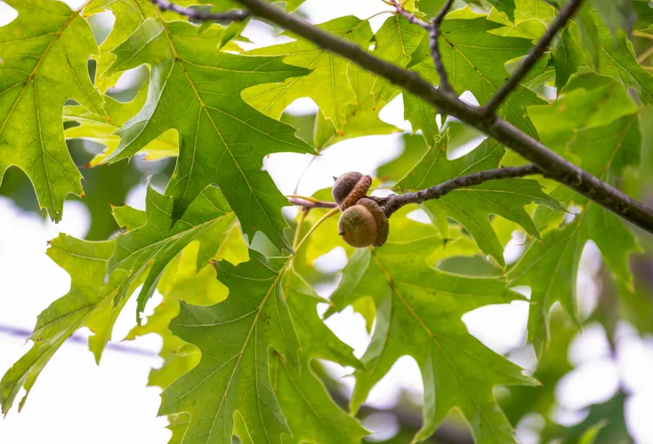 <p>Northern Red Oak</p>