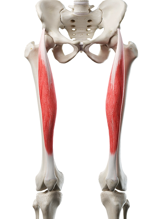 <p>anterior inferior iliac spine</p>