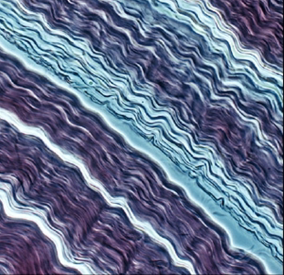 <p>What is the function of the dense regular connective tissue?</p>