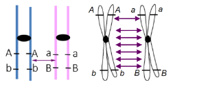**The physical distance between genes affects the probability that crossing over will result in recombination**

\
→ Genes that are close together/closely linked = the DNA needs to break in a small area for recombination to occur; so lower probability of recombination occurring for any one cell undergoing meiosis

→ For this example, I would expect far more non-recombinant (Ab, aB) gamete genotypes compared to recombinant (AB, ab) genotypes \n  \n  \n 

→ Genes that are far apart = lots of opportunities for crossing-over and recombination 

→ For this example, I would expect the frequency of non-recombinant and recombinant genotypes to be very close