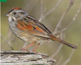 <p><span><span>Melospiza georgiana </span></span></p>